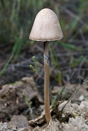 Panaeolus_semiovatus_LP0221_41_Henley_Park