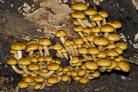 Pholiota_aurivella_LP0086_07_Box_Hill