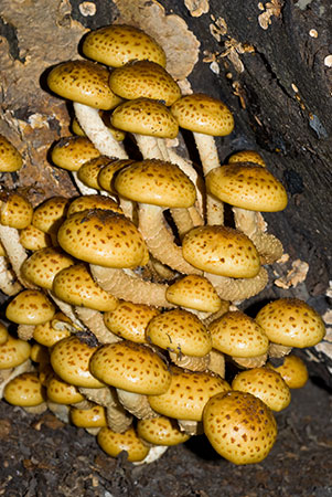 Pholiota_aurivella_LP0086_08_Box_Hill
