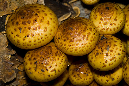 Pholiota_aurivella_LP0086_21_Box_Hill
