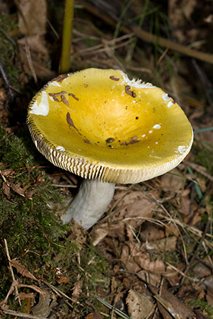 Russula_claroflava_LP0221_29_Henley_Park