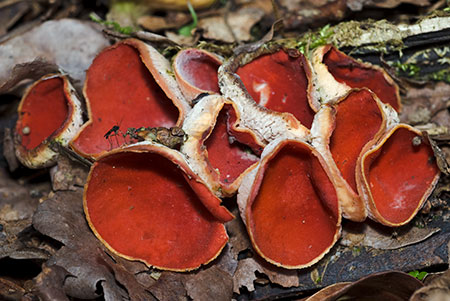 Sarcoscypha_austriaca_LP0190_03_Hammonds_Copse