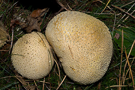 Scleroderma_citrinum_LP0079_25_Black_Park