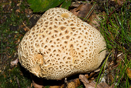 Scleroderma_citrinum_LP0087_02_Headley_Heath