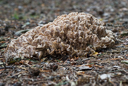 Sparassis_crispa_LP0221_03_Henley_Park