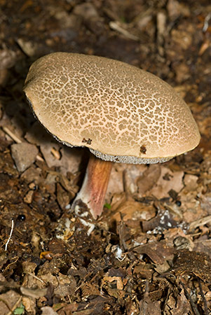 Xerocomus_cisalpinus_LP0223_06_West_Horsley