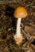Amanita_fulva_LP0221_34_Henley_Park