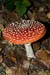 Amanita_muscaria_LP0079_02_Black_Park
