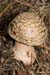 Amanita_rubescens_LP0221_35_Henley_Park