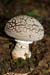 Amanita_spissa_LP0084_02_Holmwood