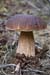 Boletus_edulis_LP0221_12_Henley_Park