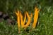 Calocera_viscosa_LP0079_01_Black_Park