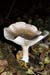 Clitocybe_nebularis_LP0086_04_Box_Hill