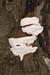 Heterobasidion_annosum_LP0186_03_Box_Hill