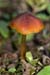 Hygrocybe_conica_LP0221_18_Henley_Park
