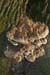 Inonotus_dryadeus_LP0085_06_Polesden_Lacey