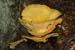 Laetiporus_sulphureus_LP0202_19_Thursley