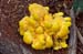 Laetiporus_sulphureus_LP0217_45_White_Downs