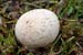 Lycoperdon_perlatum_LP0224_83_Wisley