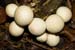 Lycoperdon_pyriformel_LP0086_23_Box_Hill
