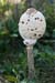 Macrolepiota_procera_LP0222_01_Copthorne