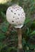 Macrolepiota_procera_LP0222_06_Copthorne