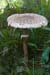 Macrolepiota_procera_LP0222_19_Copthorne