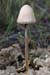 Panaeolus_semiovatus_LP0221_41_Henley_Park