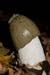 Phallus_impudicus_LP0080_31_Box_Hill