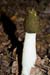 Phallus_impudicus_LP0087_01_Box_Hill