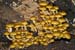 Pholiota_aurivella_LP0086_07_Box_Hill