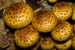 Pholiota_aurivella_LP0086_21_Box_Hill