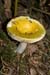 Russula_claroflava_LP0221_29_Henley_Park
