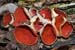 Sarcoscypha_austriaca_LP0190_03_Hammonds_Copse