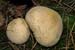 Scleroderma_citrinum_LP0079_25_Black_Park