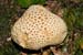 Scleroderma_citrinum_LP0087_02_Headley_Heath