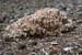 Sparassis_crispa_LP0221_03_Henley_Park
