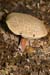 Xerocomus_cisalpinus_LP0223_06_West_Horsley