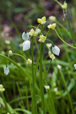 Garlic_Few-flowered_LP0113_09_Coulsdon