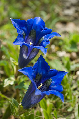 Gentian_Trumpet_LP0114_24_Buckland