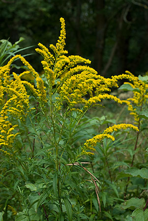 Goldenrod_LP0027_08_Box_Hill