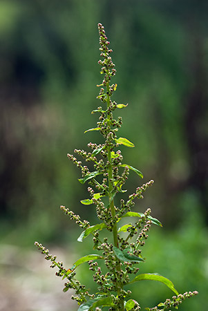 Goosefoot_Many-seeded_LP0175_90_Wotton