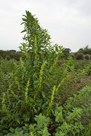 Goosefoot_Red_LP0224_15_Wisley