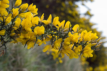 Gorse_LP0034_21_Castle_Hill