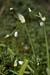 Garlic_Few-flowered_LP0194_13_Edinburgh