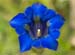 Gentian_Trumpet_LP0200_37_Buckland