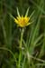 Goats-beard_LP0151_01_Mitcham_Common