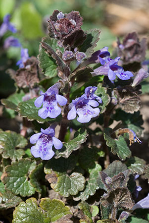 Ground-ivy_LP0109_19_Headley