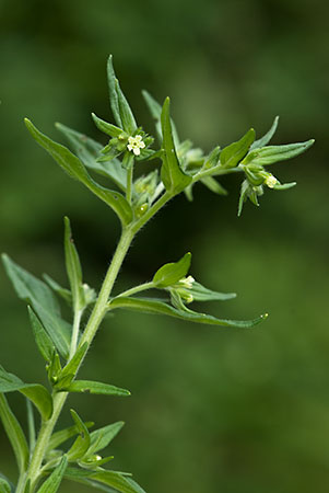 Gromwell_Common_LP0145_24_Box_Hill