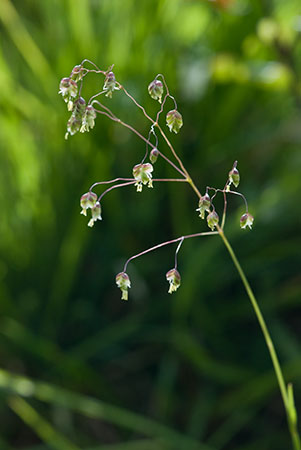 Grass_Quaking_LP0145_13_Box_Hill